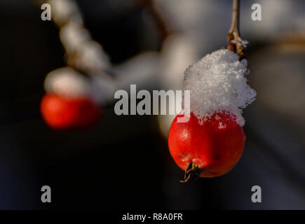 Pflanzen und Früchte unter die ersten weichen Schnee. Sonnige Herbst Oktober Morgen. Stockfoto