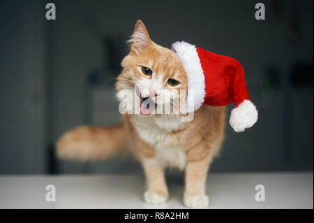 Ginger cat in Red santa hut ist lecken sich und smack der Lippen. Weihnachtliche Stimmung Konzept. Stockfoto