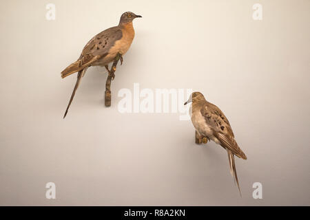 Gefüllte Passenger Pigeon (Ectopistes migratorius) am Natural History Museum London Stockfoto