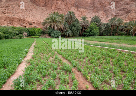 Eine kleine Patchwork von Ackerland gedeiht an der Basis der Todra-schlucht, Tinghir, Marokko, Stockfoto