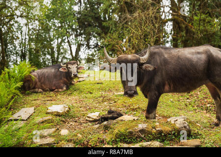 Zwei Wasserbüffel grasen in Annapurna Himal Wald, Nepal, Himalaya, Asien Stockfoto
