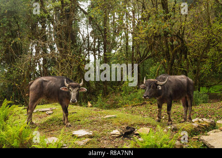 Zwei Wasserbüffel grasen in Annapurna Himal Wald, Nepal, Himalaya, Asien Stockfoto