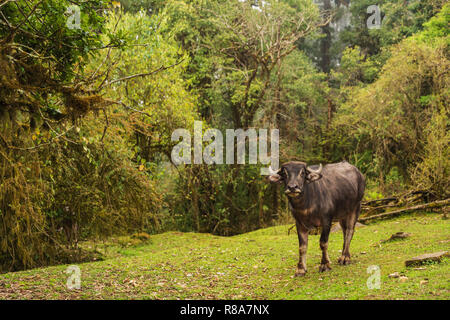 Single Wasserbüffel grasen in Annapurna Himal Wald, Nepal, Himalaya, Asien Stockfoto