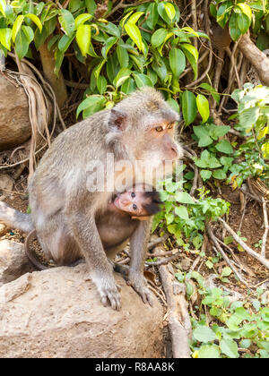 Indonesische Makaken. Forest Dweller. Heiligen Wald. Bali Affen. Macaca fascicularis. Stockfoto