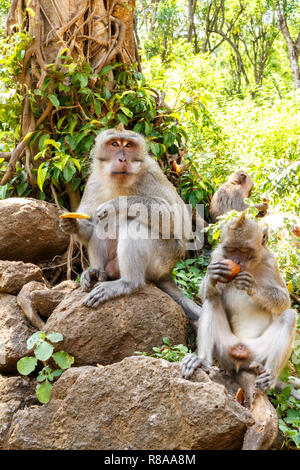 Indonesische Makaken. Forest Dweller. Heiligen Wald. Bali Affen. Macaca fascicularis. Stockfoto