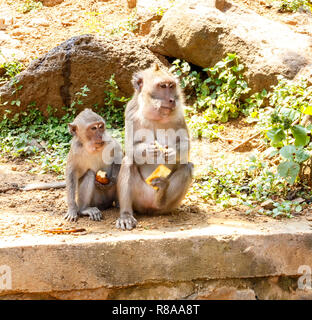 Indonesische Makaken. Forest Dweller. Heiligen Wald. Bali Affen. Macaca fascicularis. Stockfoto