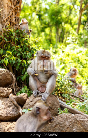 Indonesische Makaken. Forest Dweller. Heiligen Wald. Bali Affen. Macaca fascicularis. Stockfoto