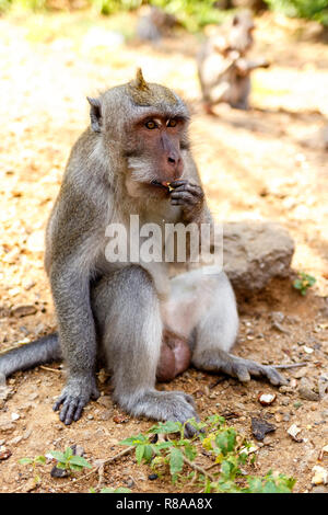 Indonesische Makaken. Forest Dweller. Heiligen Wald. Bali Affen. Macaca fascicularis. Stockfoto