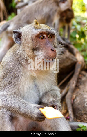 Indonesische Makaken. Forest Dweller. Heiligen Wald. Bali Affen. Macaca fascicularis. Stockfoto