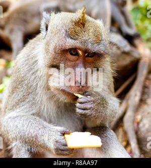 Indonesische Makaken. Forest Dweller. Heiligen Wald. Bali Affen. Macaca fascicularis. Stockfoto