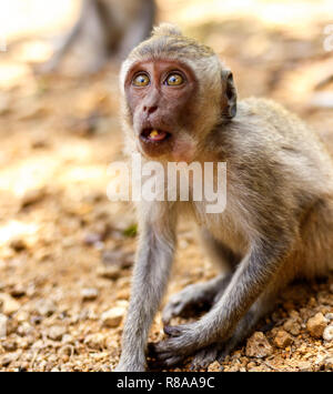 Indonesische Makaken. Forest Dweller. Heiligen Wald. Bali Affen. Macaca fascicularis. Stockfoto