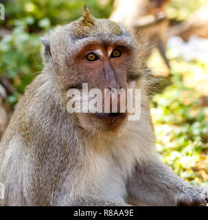 Indonesische Makaken. Forest Dweller. Heiligen Wald. Bali Affen. Macaca fascicularis. Stockfoto