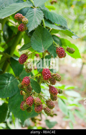 Rote und schwarze wilde Brombeeren Büsche und Äste auf grünen Blättern Hintergrund im Garten an einem sonnigen Sommertag. Nahaufnahme eines Bündels von bl Stockfoto