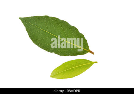 Frische Lorbeerblätter auf weißem Hintergrund Stockfoto