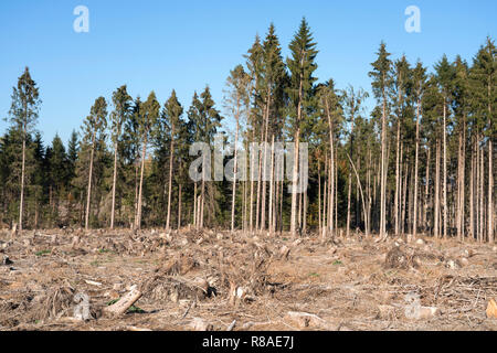 Sturmschäden nach dem Zyklon Friederike 2018, Bad Karlshafen, obere Wesertal, Weserbergland, Nordrhein-Westfalen, Hessen, Deutschland, Europa Stockfoto