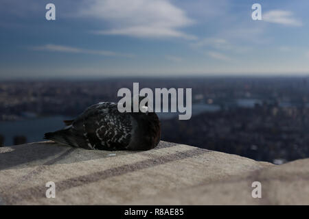 Eine Taube mit Blick auf New York von oben Stockfoto