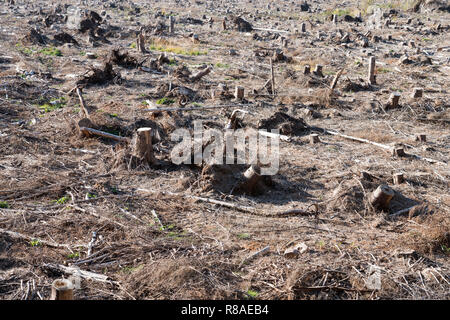 Sturmschäden nach dem Zyklon Friederike 2018, Bad Karlshafen, obere Wesertal, Weserbergland, Nordrhein-Westfalen, Hessen, Deutschland, Europa Stockfoto