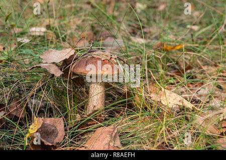 Nahaufnahme von essbaren Waldpilz braun cap Steinpilze im Herbst Wald unter Laub und Gras wächst. Stockfoto