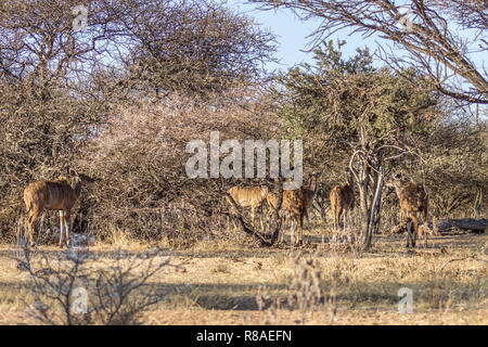 Kudu stand unter einem Baum essen die grünen Blätter Stockfoto