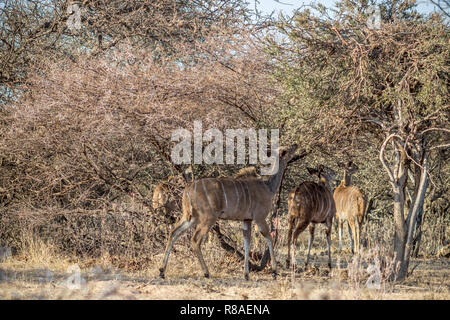 Kudus stehen unter dornigen Busch Baum Stockfoto