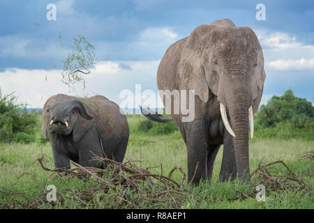 Afrikanischer Elefant (Loxodonta africana) Mutter mit Baby spielt mit Gras, Amboseli National Park, Kenia. Stockfoto