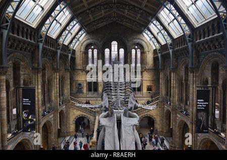Gefederte Blauwal Skelett, Hintze Hall, Natural History Museum, Kensington, London, England Stockfoto