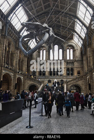 Gefederte Blauwal Skelett, Hintze Hall, Natural History Museum, Kensington, London, England Stockfoto