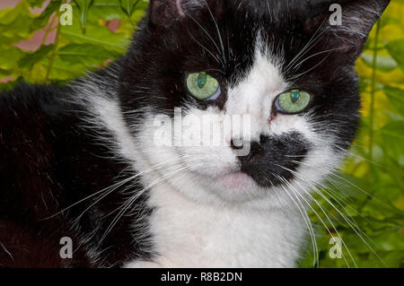 Schwarz-weiße Kurzhaarkatze (Felis catus) mit Vollgesicht direkt in die Linse. Tuxedo-Katze. Stockfoto