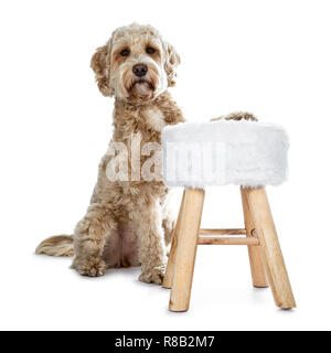 Junge Erwachsene Golden Labradoodle Hund, stitting hinter und mit einer Vorderpfote auf kleinen Hocker, von der Kamera mit süßen braunen Augen und geschlossenem Mund. Stockfoto