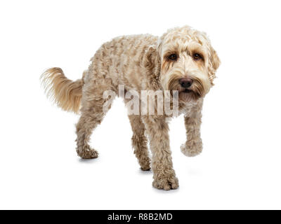 Junge Erwachsene Golden Labradoodle Hund, zu Fuß in Richtung Kamera, eine Pfote in der Luft, am Objektiv mit süßen braunen Augen. Auf weissem Hintergrund. Stockfoto