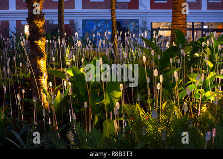 Ein öffentlicher Garten in West Village, West End, Brisbane, Queensland, Australien Stockfoto