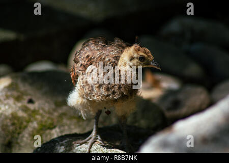 Mini Pfau Stockfoto