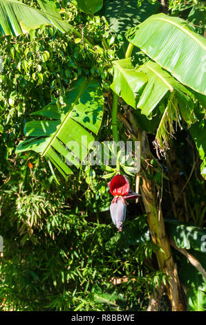 Blühender Bananenbaum, Los Angeles, Kalifornien, USA. Mit selektiven Fokus. Vertikale Stockfoto