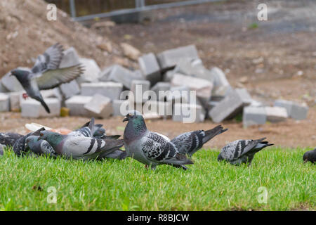 Clsoe-up einer Gruppe von Tauben auf einer grünen Wiese. Stockfoto