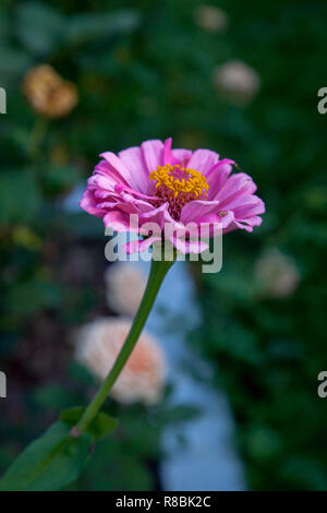 Schöne zinnia Blumen auf grünem Blatt hintergrund. Nahaufnahme von rosa zinnia Blumen im Garten. Stockfoto