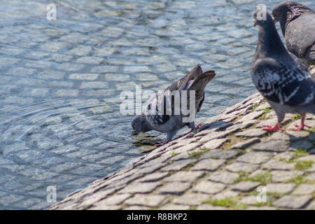 Nahaufnahme einer Taube, der Wasser trinkt. Stockfoto