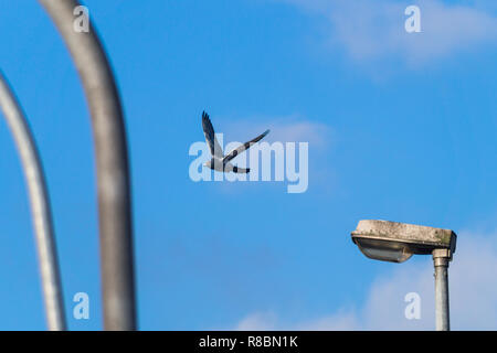 Blick auf eine fliegende Taube mit ausgebreiteten Flügeln vor einem blauen Himmel und Straßenlaternen. Stockfoto