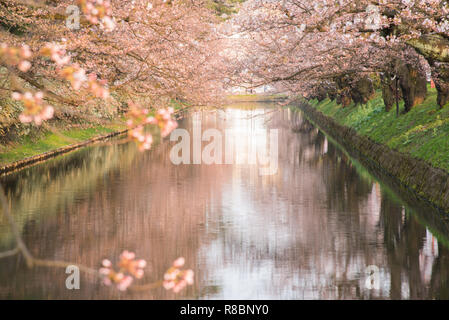 Kirschblüten an der Hirosaki Schlosspark in Hirosaki, Aomori, Japan Stockfoto