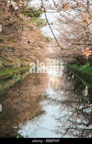 Kirschblüten an der Hirosaki Schlosspark in Hirosaki, Aomori, Japan Stockfoto