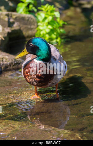 Nahaufnahme eines männlichen Stockente (Anas platyrhynchos) in einen Bach. Stockfoto