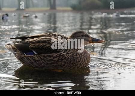 Nahaufnahme einer weiblichen Stockente (Anas platyrhynchos) am See. Stockfoto