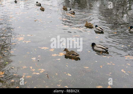 Blick auf eine Gruppe von schwimmenden Stockenten (Anas platyrhynchos). Stockfoto