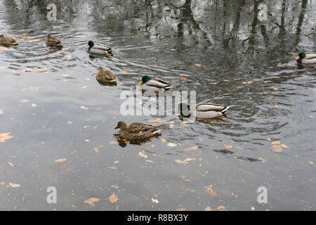 Blick auf eine Gruppe von schwimmenden Stockenten (Anas platyrhynchos). Stockfoto