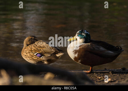 In der Nähe von zwei entspannt Stockenten (Anas platyrhynchos) am Morgen. Stockfoto