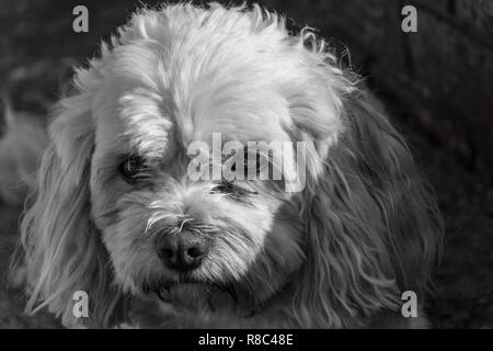 Schwarz-weiß-Porträt einer niedlich, aber Moody suchen männliche Cavachon Hund (Canis Lupus Familiaris). Stockfoto