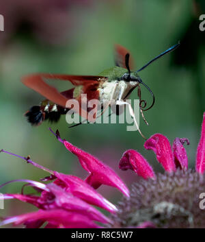 Während zurück in Crider Virginia USA, ich Hummingbird's Motte Fütterung auf eine Pflanze Wissen als Biene Balsam erfasst. Sie klingen, und bewegen und Dart herum wie ein Brummen Stockfoto