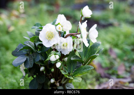 Helleborus niger 'Christmas Carol' Blumen. Stockfoto