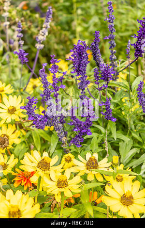 Gelb und Lila Blüten in einem Land, Garten Stockfoto