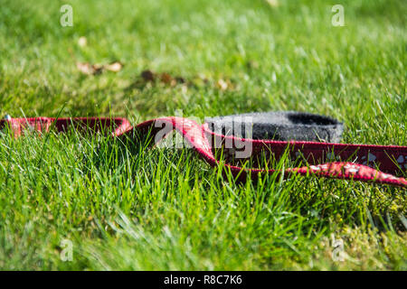 Hund führen, die auf dem Gras. Könnte die Idee eines verlorenen oder fehlenden Hund Stockfoto