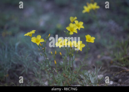 Schönen wilden gelbe Blume namens Linum flavum Zwerg Golden Flachs aus der Ukraine Stockfoto